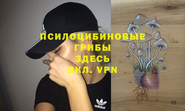 стаф Алзамай